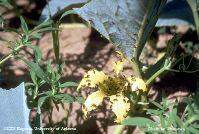 Corn rootworm adults