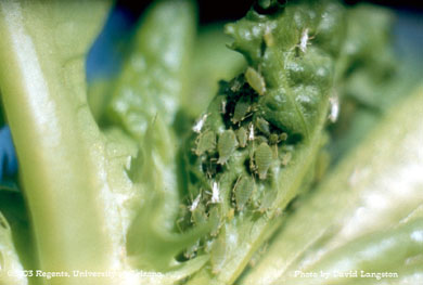 Aphids on lettuce