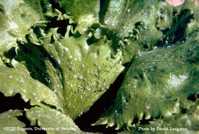 Green lettuce aphids (aphis barii) on lettuce