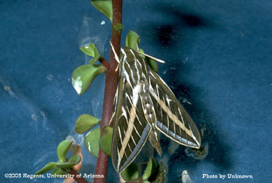 Whiteline sphinx moth
