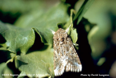 Yellow striped armyworm moth on lettuce