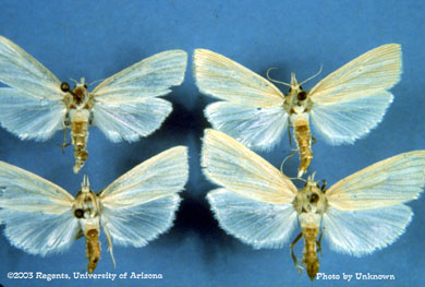Southwestern cornborer - 4 adult moths