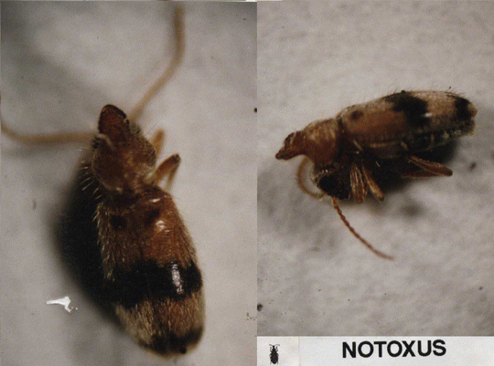Photo of Coleoptera: Anthicidae Notoxus 