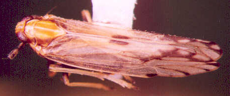 Photo of Homoptera: Delphacidae 