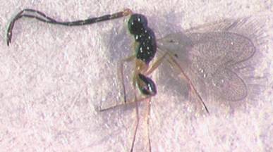 Photo of Hymenoptera: Mymaridae 