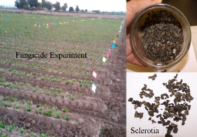 Sclerotinia Fungicide Experiment