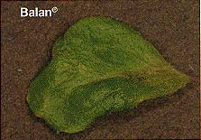 Figure 4. The effects of Balan on lettuce leaves