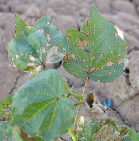 Photo of cotton plant with necrotic spots on the leaves.