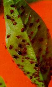 The brown citrus aphid is 12 to 15 times more efficient as a vector than is the cotton aphid. 