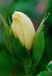 The yellow cotton "rose".