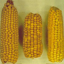 Three corn cobs show differing amounts of lysine. The cob on the left has a normal amount. the center segragating cob has both normal and high lysine kernels and the cob full of opaque kernels, on the right, has a uniformly higher lysine content than the first two.