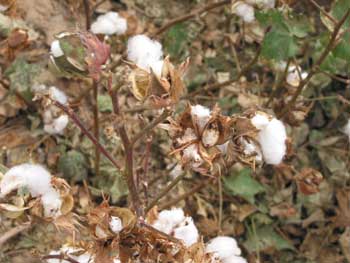 Pink bollworm damage on non-Bt cotton