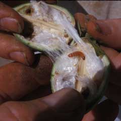 Close-up of cotton boll infected with pink bollworm 