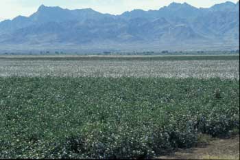 Cotton field west of Phoenix