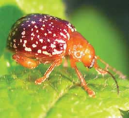Flea beetle genus Blepharida