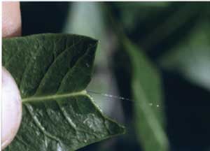 Bursera leaf