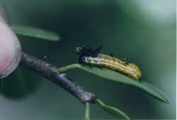 Blepharida larva