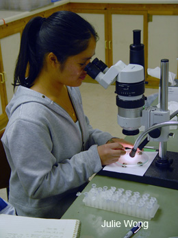 Julie Wong at microscope