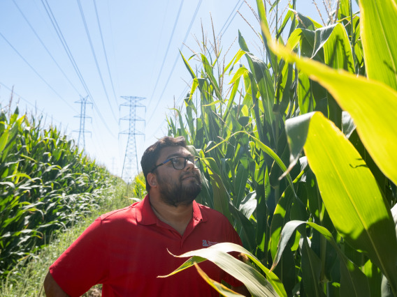 Debankur Sanyal inspects corn stalks