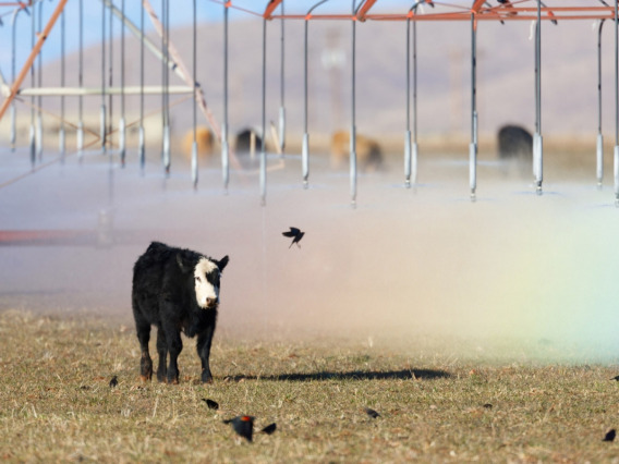 Cow running through irrigation sprinkler spray in an agricultural field.