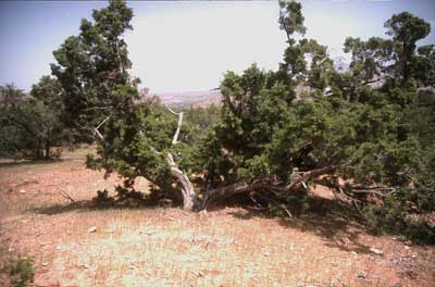 Araar or sandarac tree