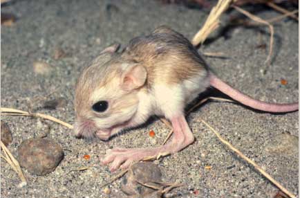 Baby Kangaroo rat learning seed caching behavior