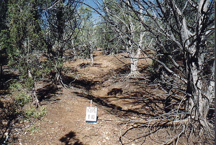 Appearance of Commercial Fuelwood Plots, September 23, 1996: Y-10