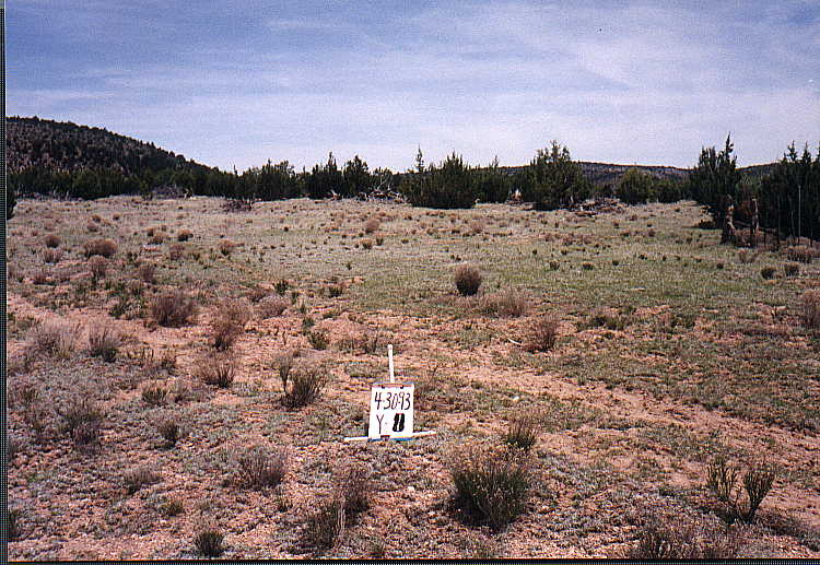 Appearance of Plot Y-11 (West of Exclosure) on September 29, 1997