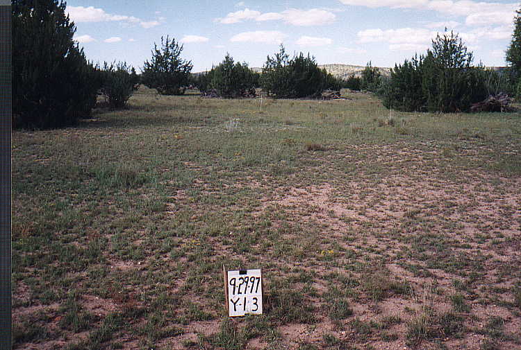 Appearance of Plot Y-13 (East of Exclosure) on September 29, 1997