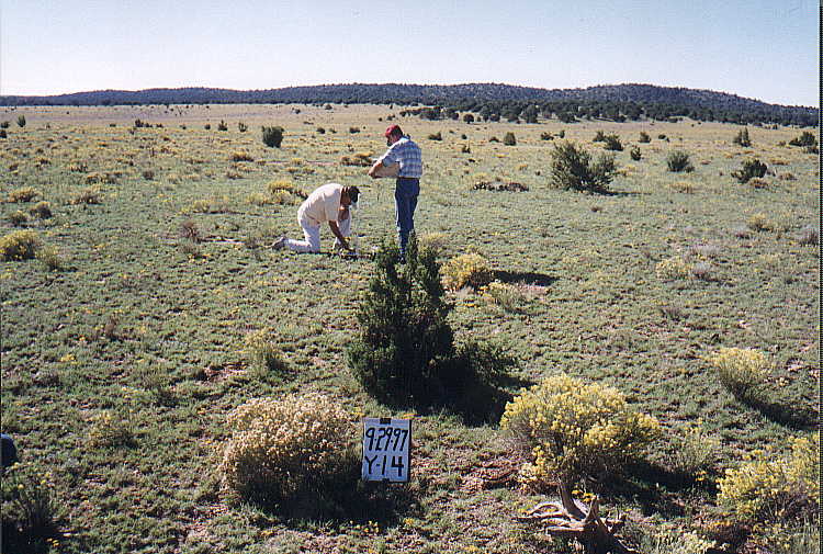 Appearance of Plot Y-14 in Deep Well Pasture on September 29, 1997
