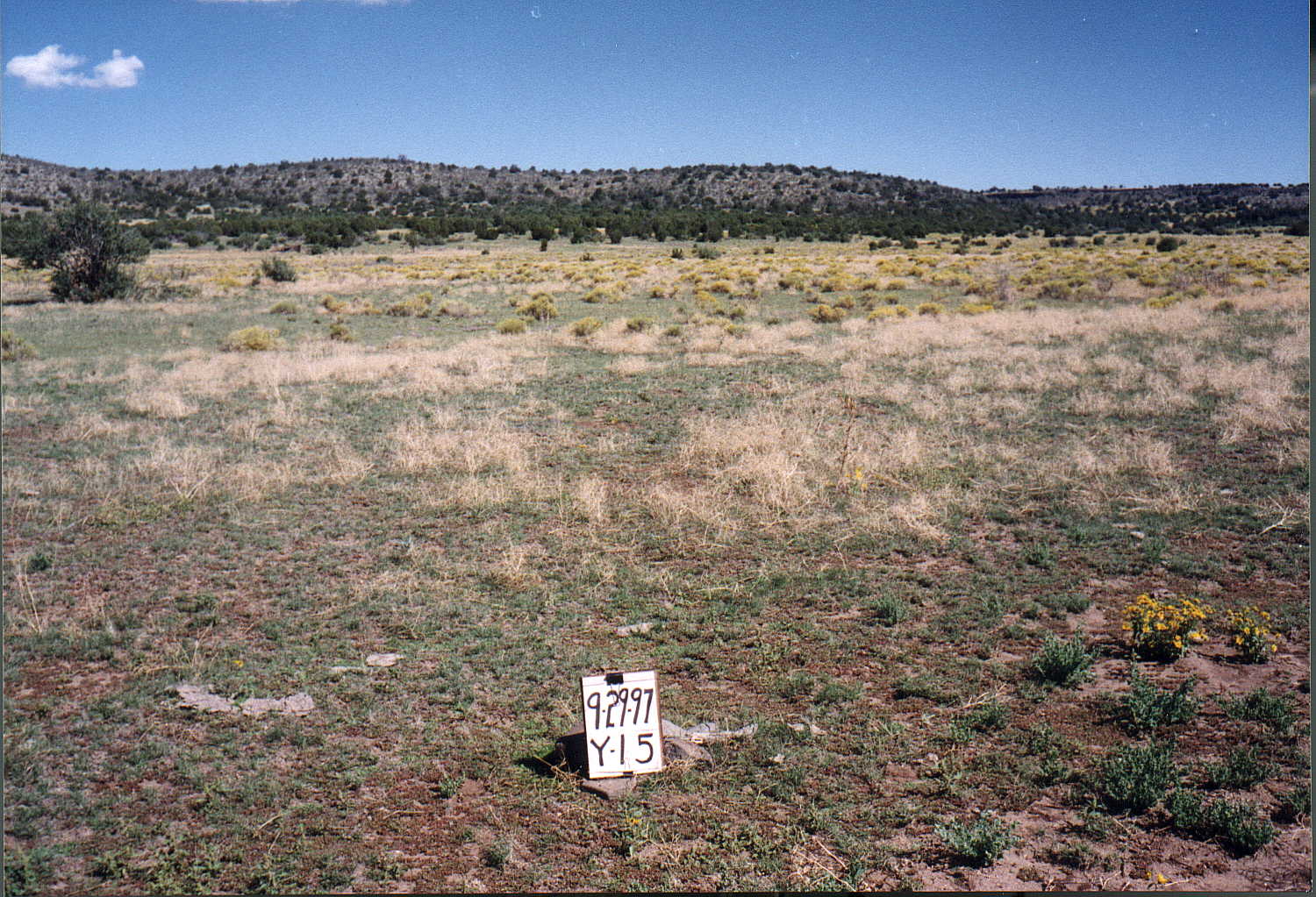 Appearance of Plot Y-15 in Powerline Pasture on September 29, 1997
