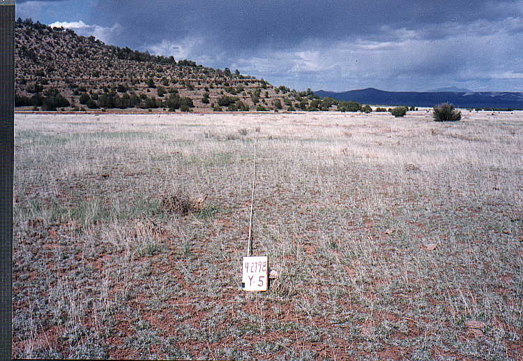 Photo of Plot Y-5, April 27, 1998