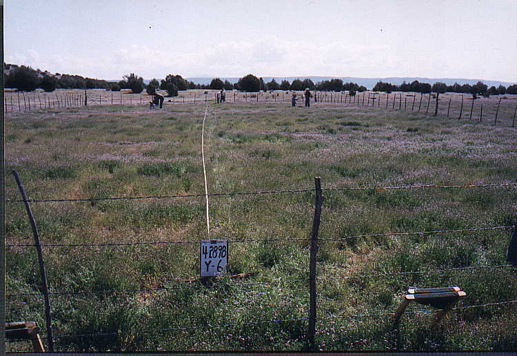 Photo of Plot Y-6, April 27, 1998