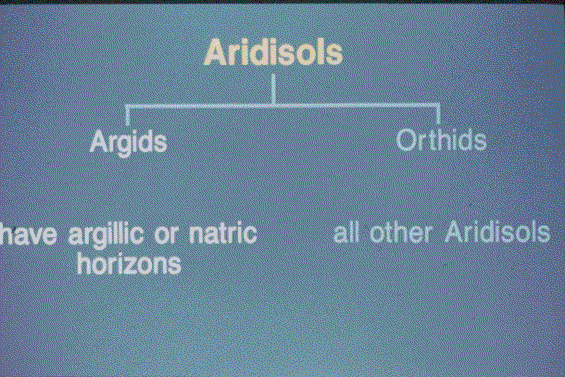 Aridisols Slide 29