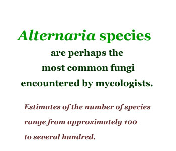 Alternaria species are perhaps the most common fungi encountered by mycologists. Estimates of the number of species range from approximately 100 to several hundred.