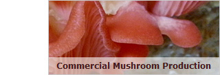 Commercial Mushroom Production