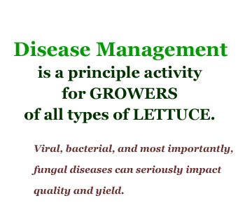 Disease management is a principle activity for growers of all types of lettuce. Viral, bacterial, and most importantly, fungal diseases can seriously impact quality and yield.