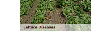 Lettuce Diseases