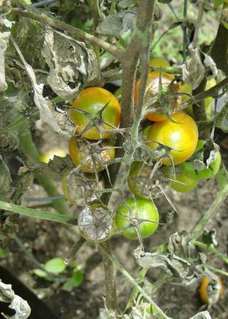 tomato plant with blight disease (Pixabay CC0:608290 / Dustytoes)