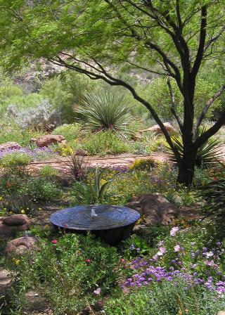 backyard landscape with native plants (Ursula Schuch / UA Cooperative Extension)