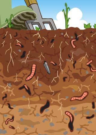 soil profile illustration with earth worms and roots and pitchfork at top (CanStockPhoto:4599772 (C) Tawng)