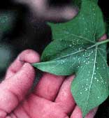 Picture of a hand flipping a cotton leaf over to look at whitefly on the underside