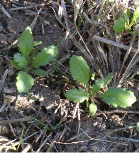 Picture of groundsel seedlings.