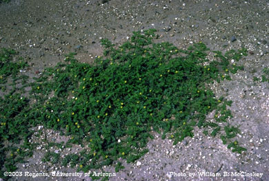 Photo of a puncturevine