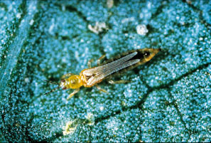Figure 10. Photo of a magnified adult western flower thrips.