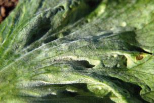 Figure 15. Photo of powdery mildew infection on leaf of lettuce.