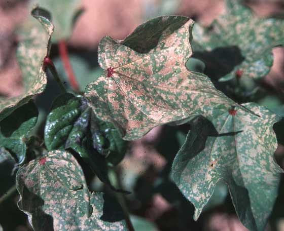 Photo of cotton leaves with bronzing.