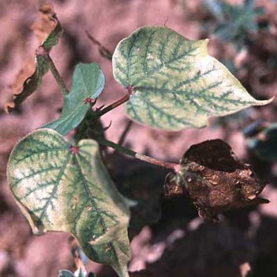 Photo of cotton plants with herbicide symptoms of atrazine.