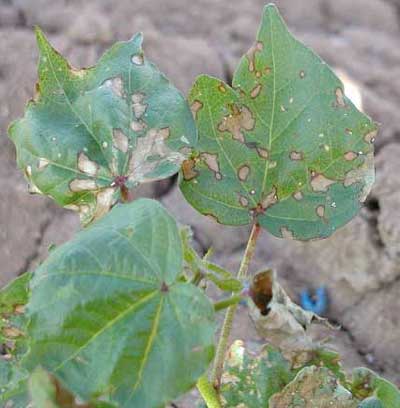 Photo of cotton plant with necrotic spots on the leaves.