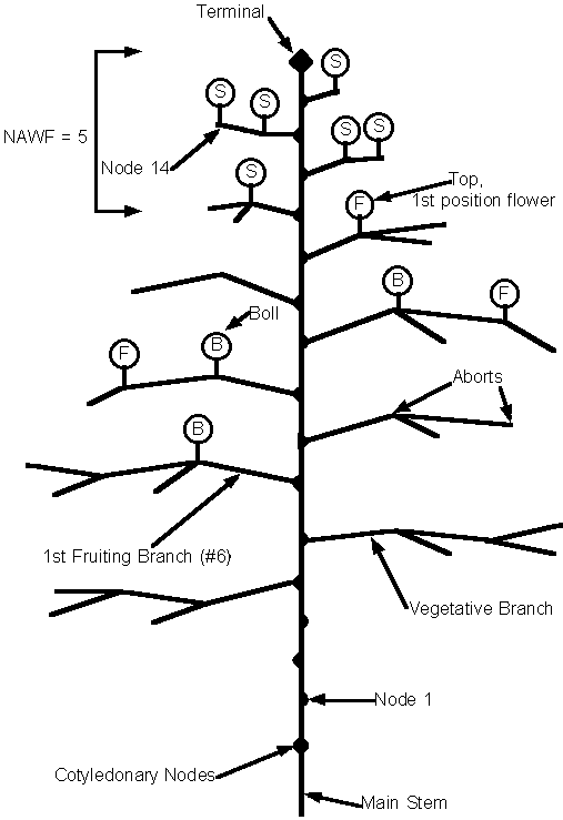 diagram of a cotton plant with various architectural points labelled